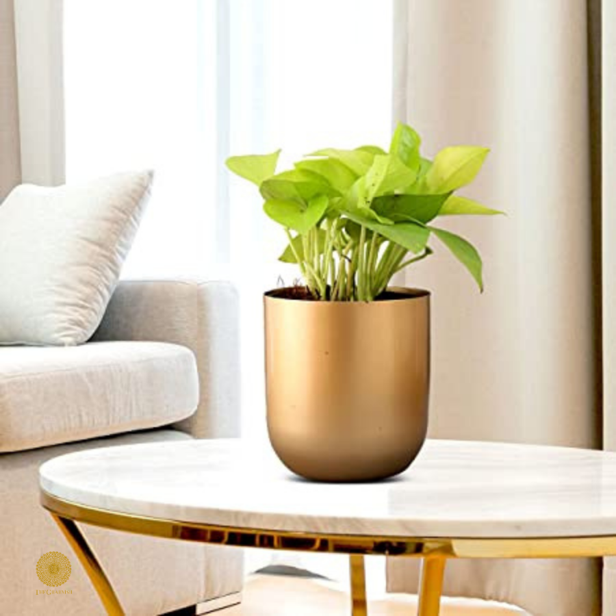 Table Top Metal Planter - The Gharnish - A Unit of Satkala Creations