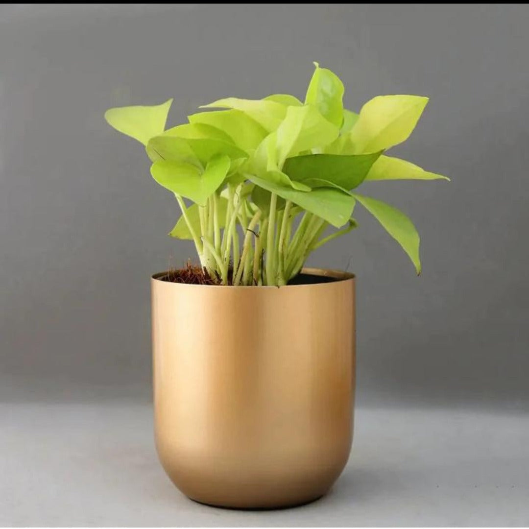 Table Top Metal Planter - The Gharnish - A Unit of Satkala Creations