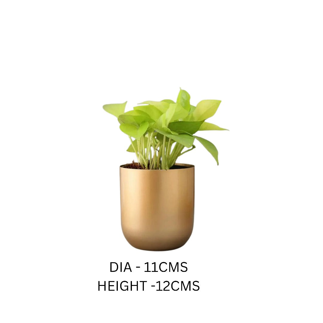 Table Top Metal Planter - The Gharnish - A Unit of Satkala Creations
