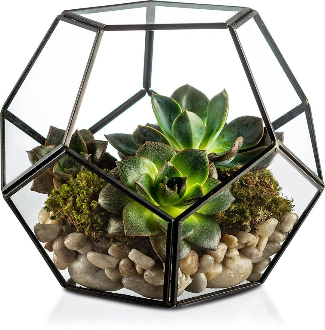 Table Top Glass Terrarium - The Gharnish - A Unit of Satkala Creations