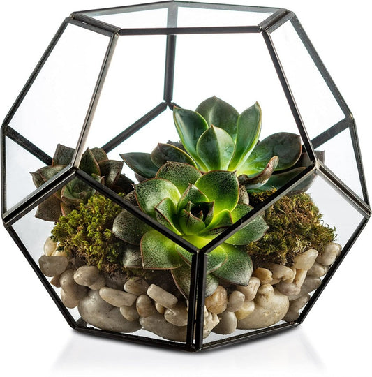 Table Top Glass Terrarium - The Gharnish - A Unit of Satkala Creations