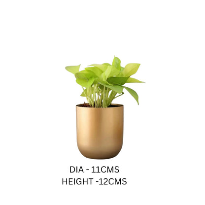 Table Top Metal Planter - The Gharnish - A Unit of Satkala Creations