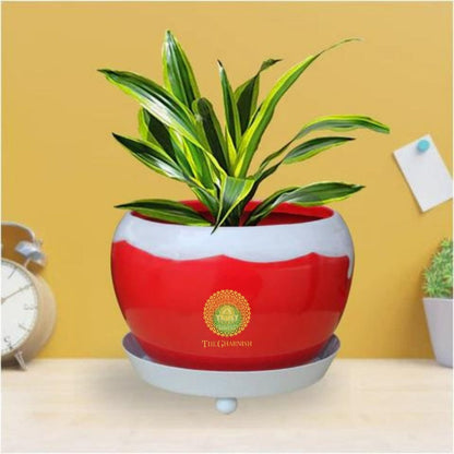 Iron Round Table Top Planter  ( 5 x 6 Inches ) - The Gharnish - A Unit of Satkala Creations