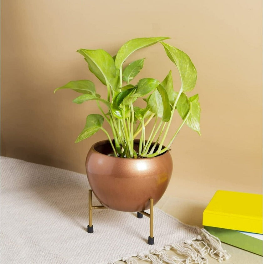 Iron Round Table Top Planter With Stand ( 7 x 6 Inches ) - The Gharnish - A Unit of Satkala Creations